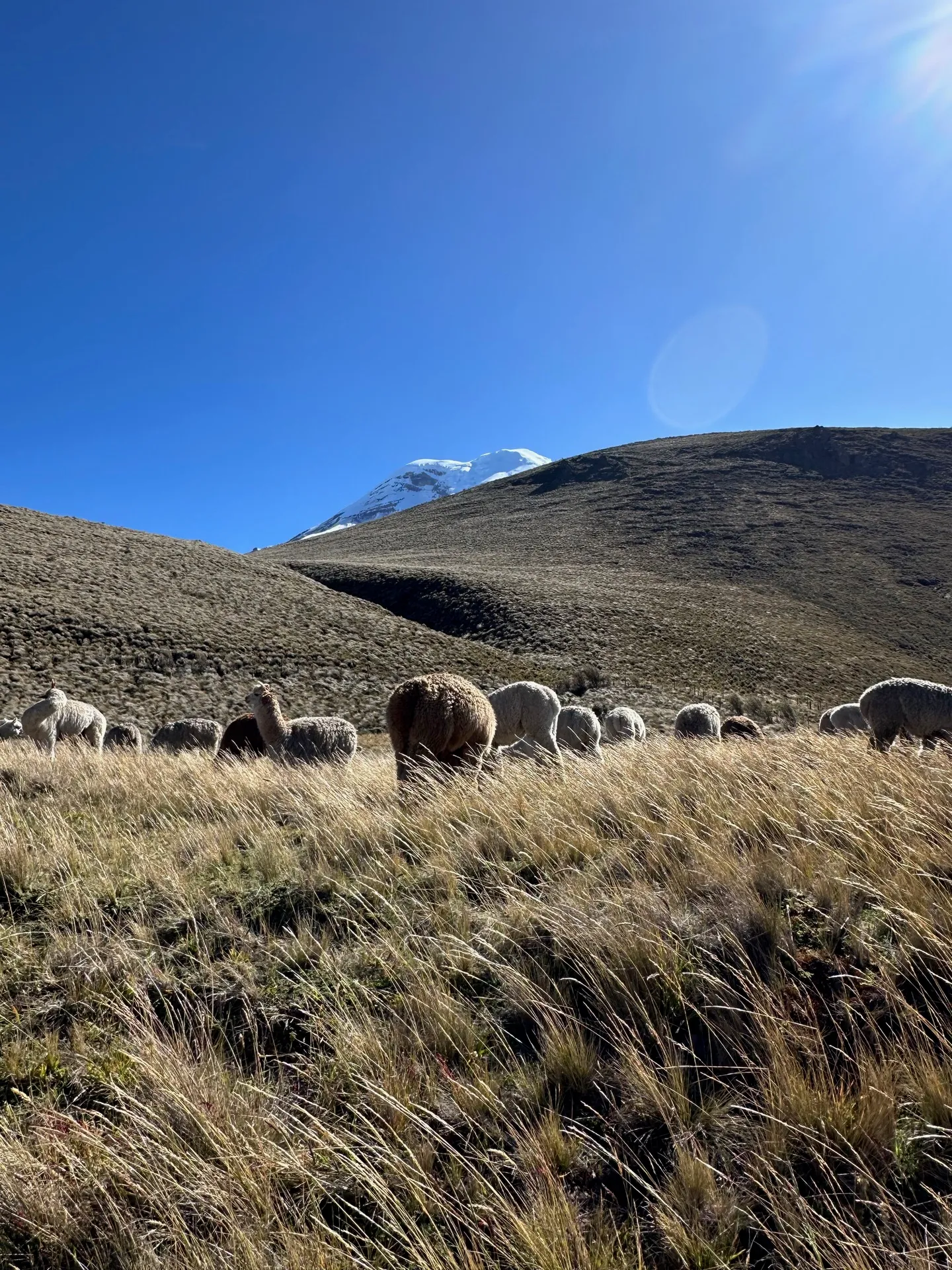 Alpacas grazing in vicuña country on the páramo below Chimborazo