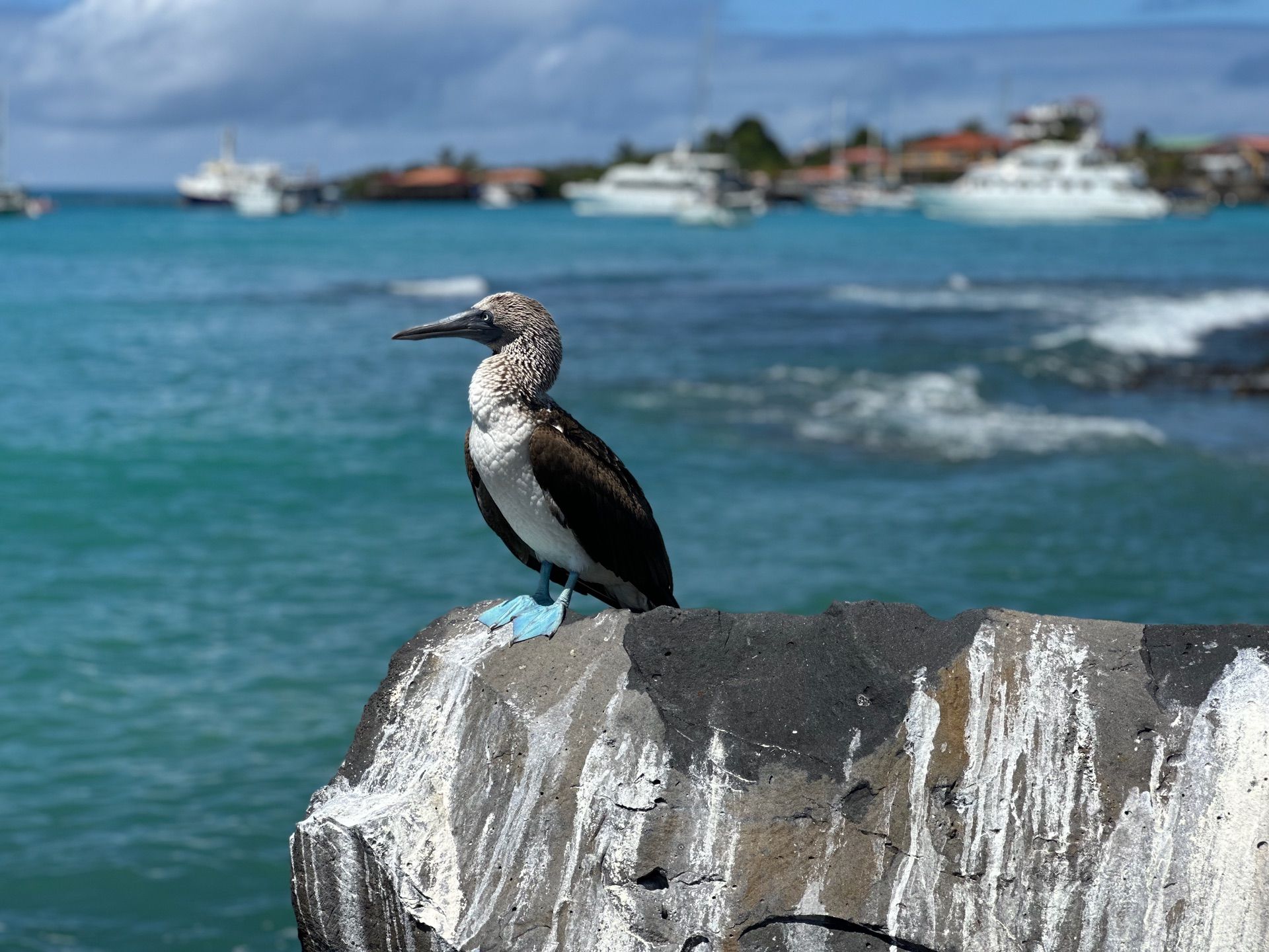 A blue-footed booby perched on lava rock in front of Puerto Ayora harbour, Galápagos