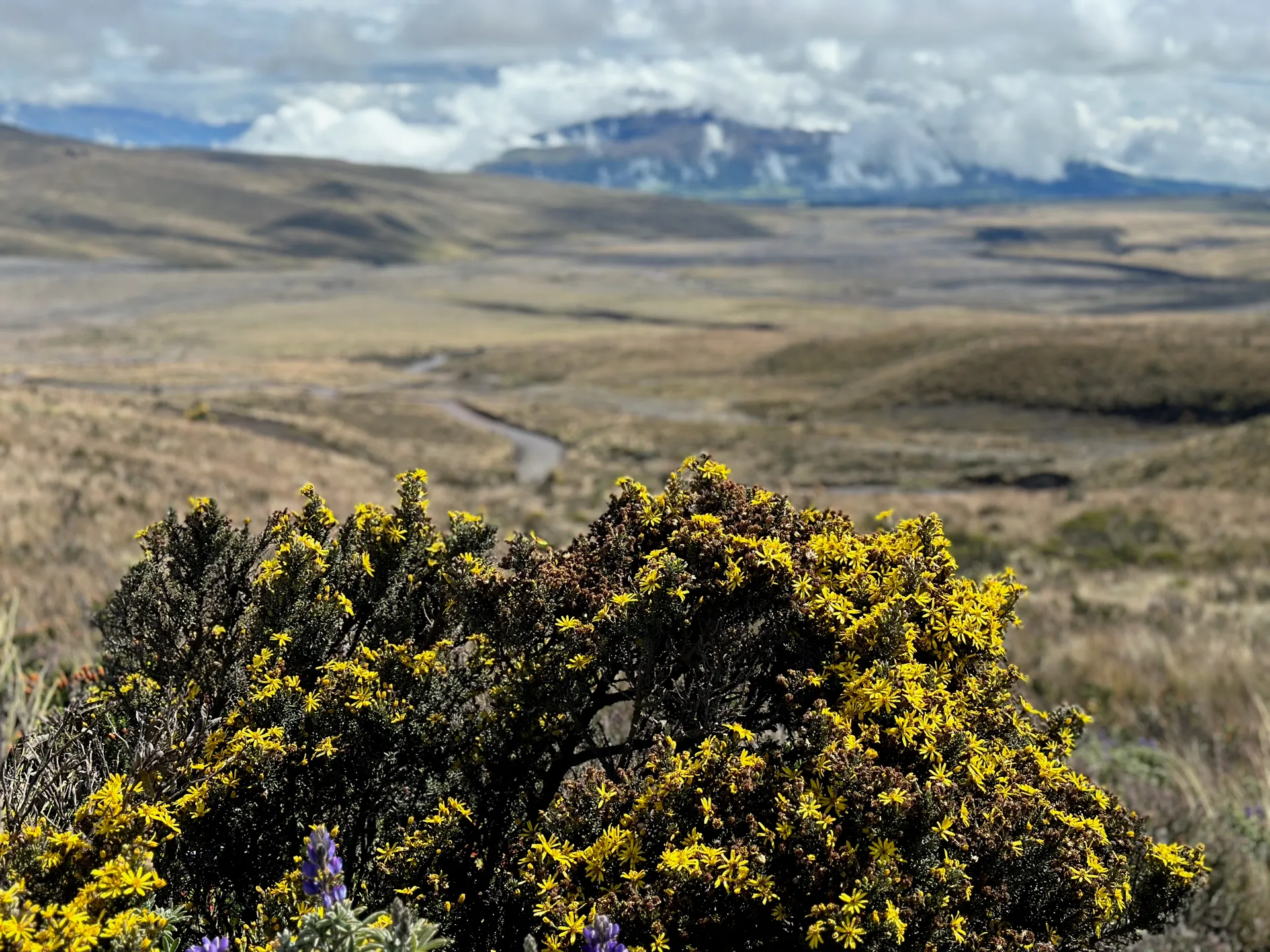 Orange chuquiragua flowers blooming in the high-altitude páramo below Cotopaxi