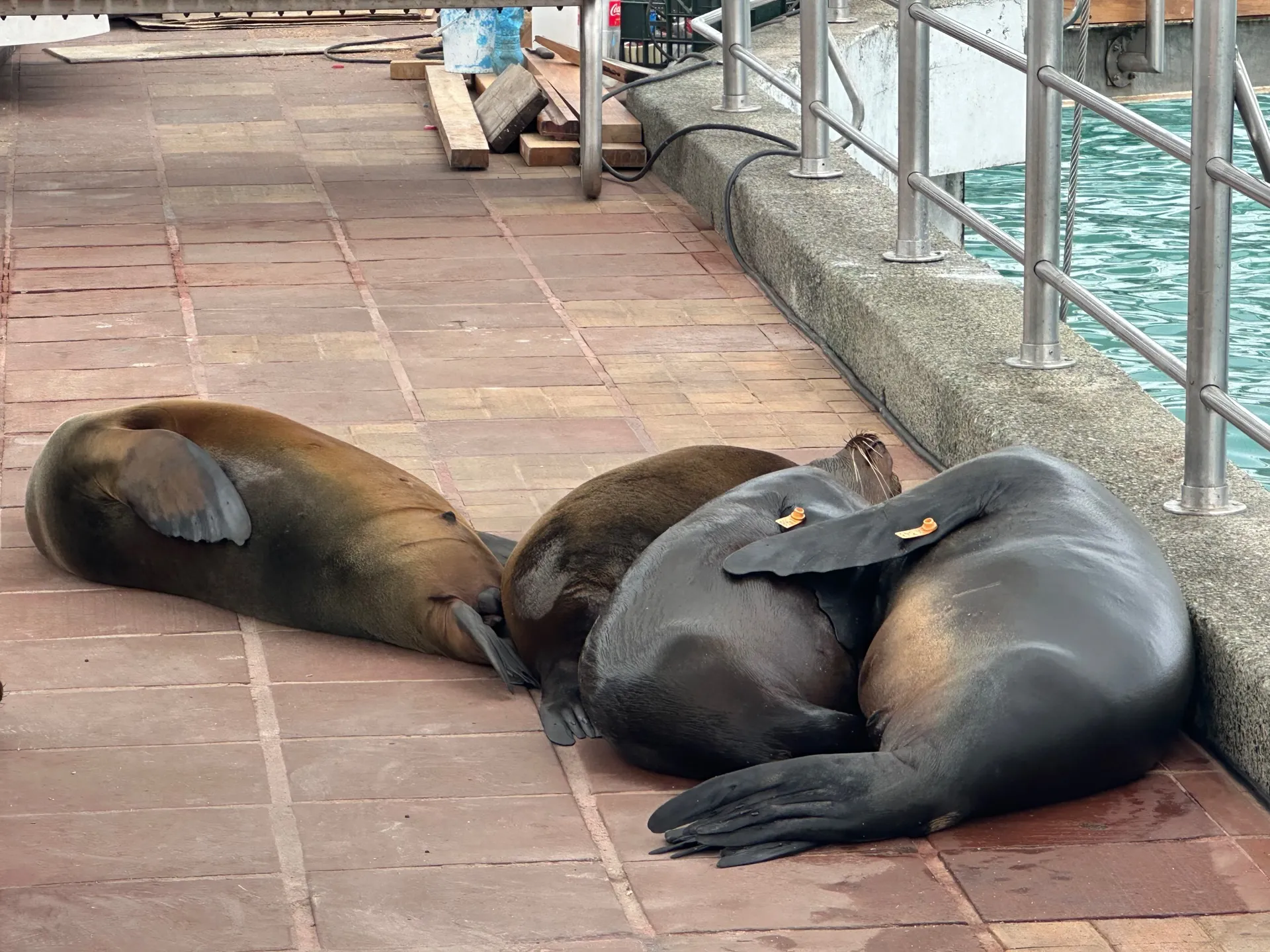 Sea lions dozing on a town dock, everyday island life in the Galápagos
