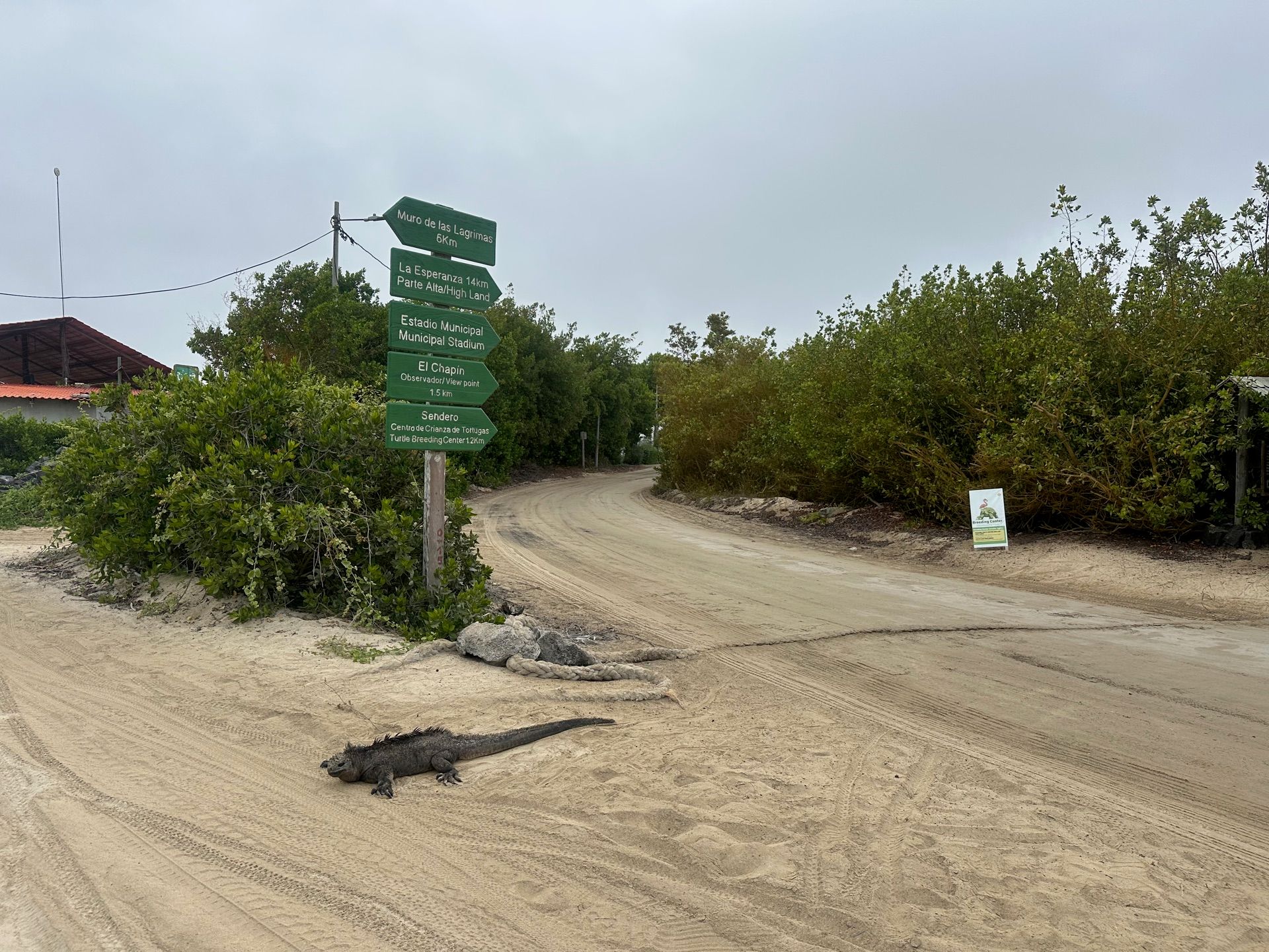 A marine iguana crossing the sandy trail to the Wall of Tears on Isabela Island