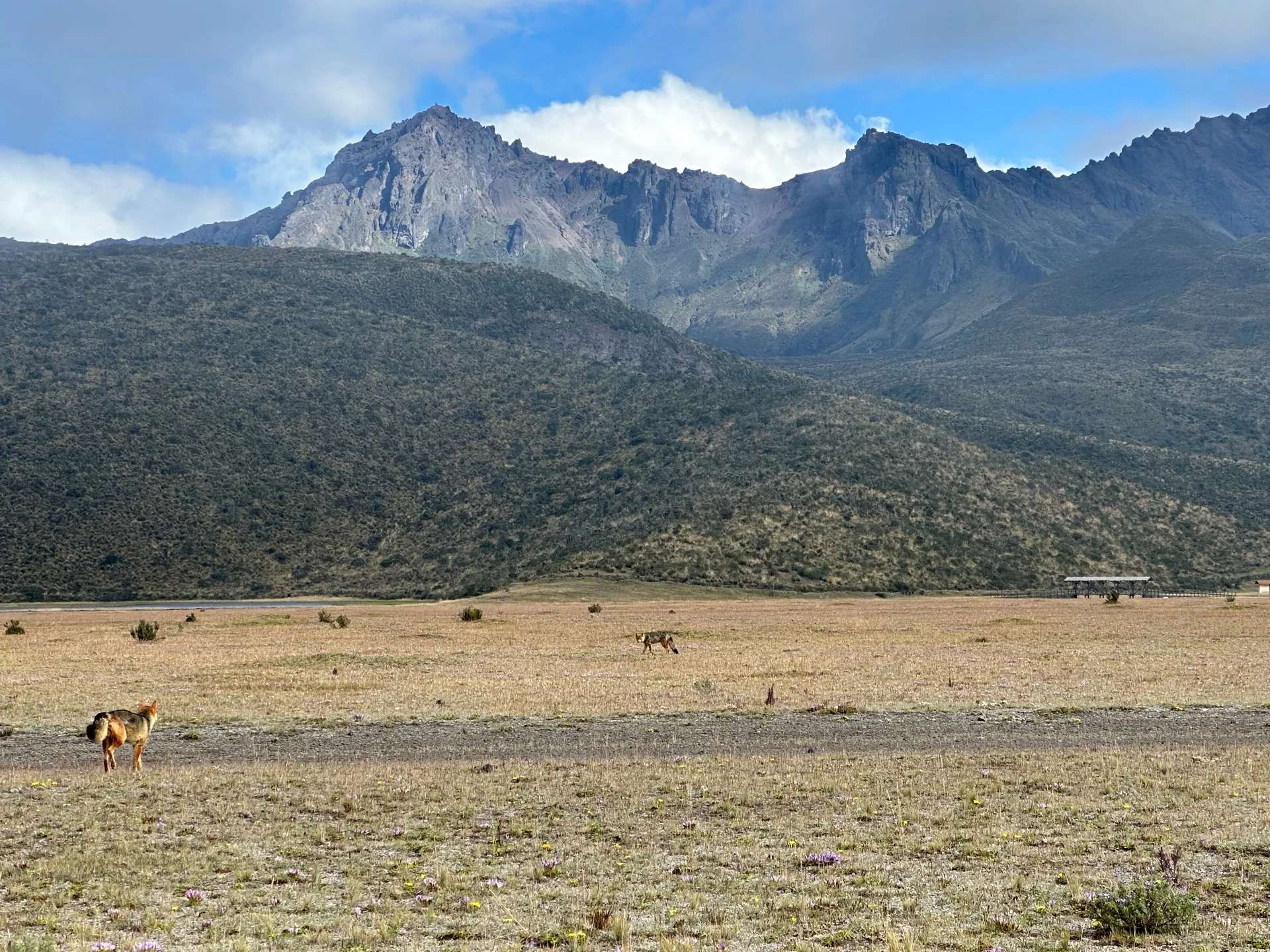 Wild horses grazing on the Limpiopungo plain below Rumiñahui volcano